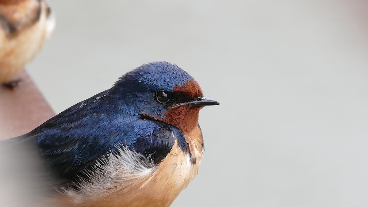 Barn Swallow (American) - ML335523001