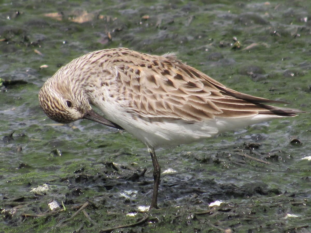 White-rumped Sandpiper - Caleb Helsel