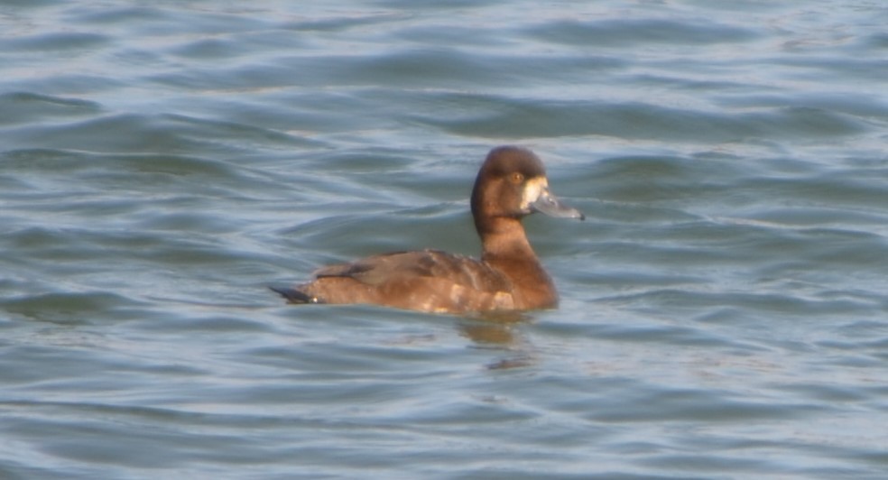 Lesser Scaup - ML335524191