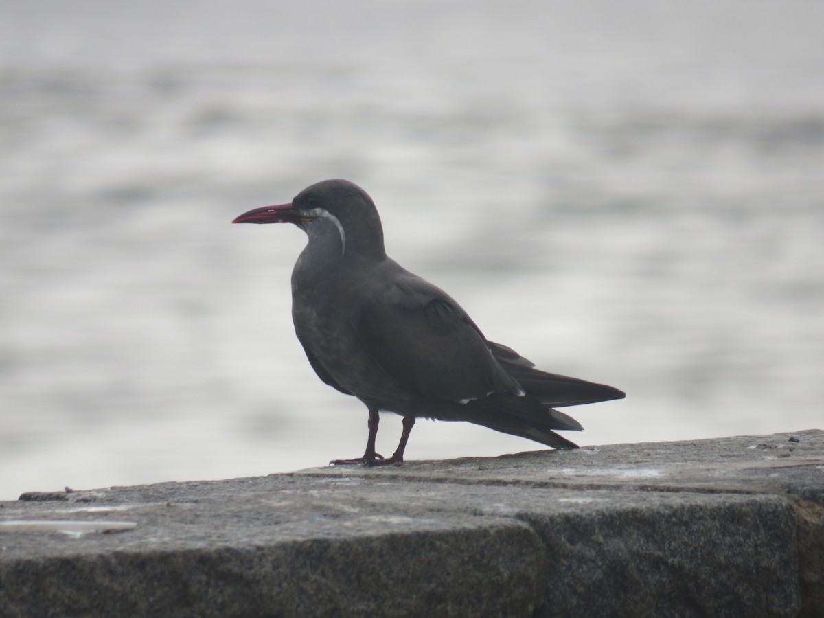 Inca Tern - ML335524621