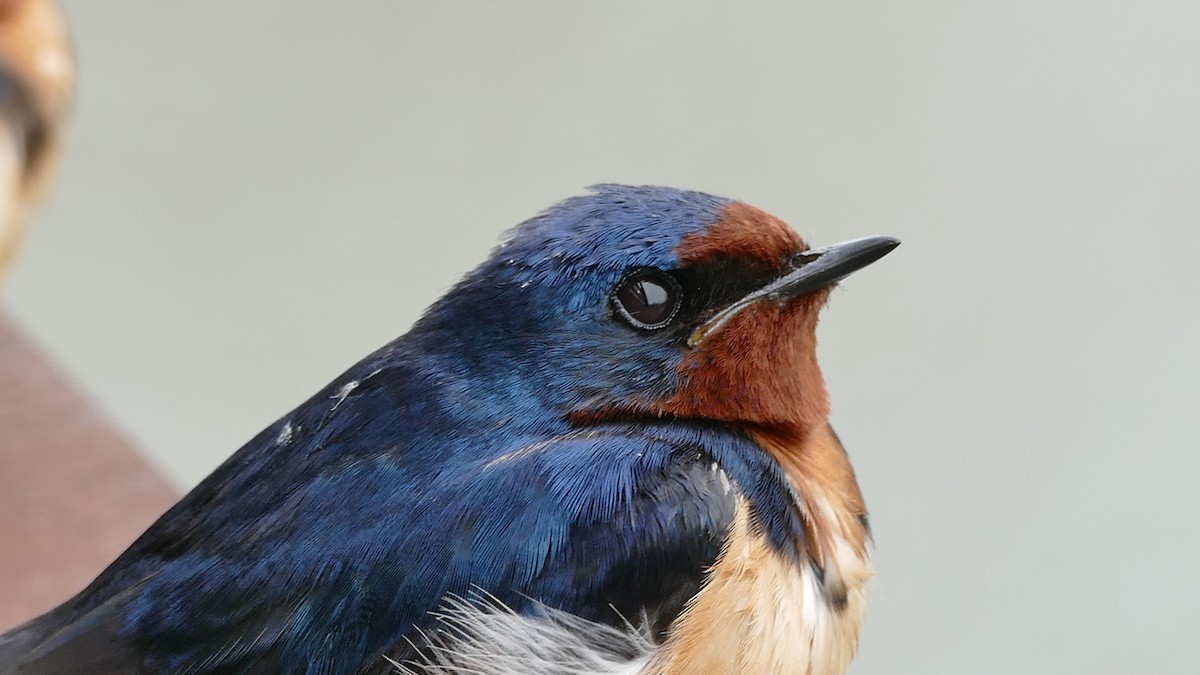 vlaštovka obecná (ssp. erythrogaster) - ML335524811