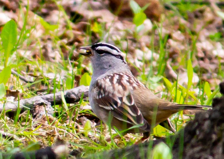 White-crowned Sparrow - ML335526431