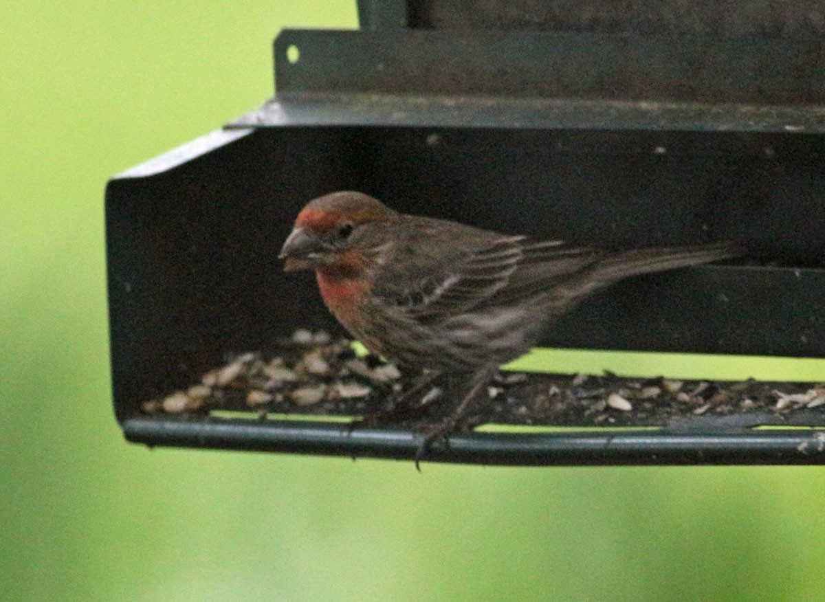 House Finch - ML335526501