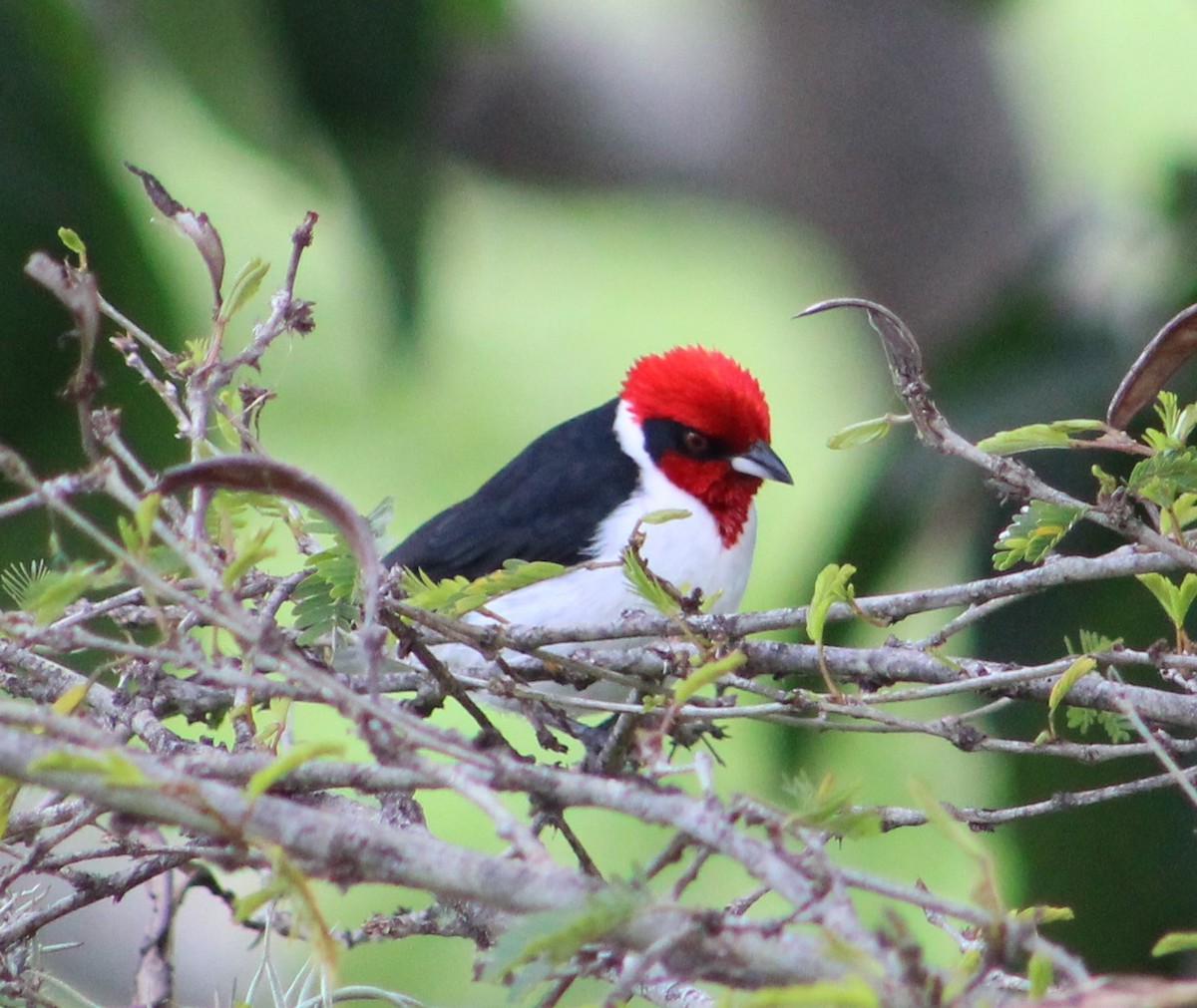 Masked Cardinal - ML335526561