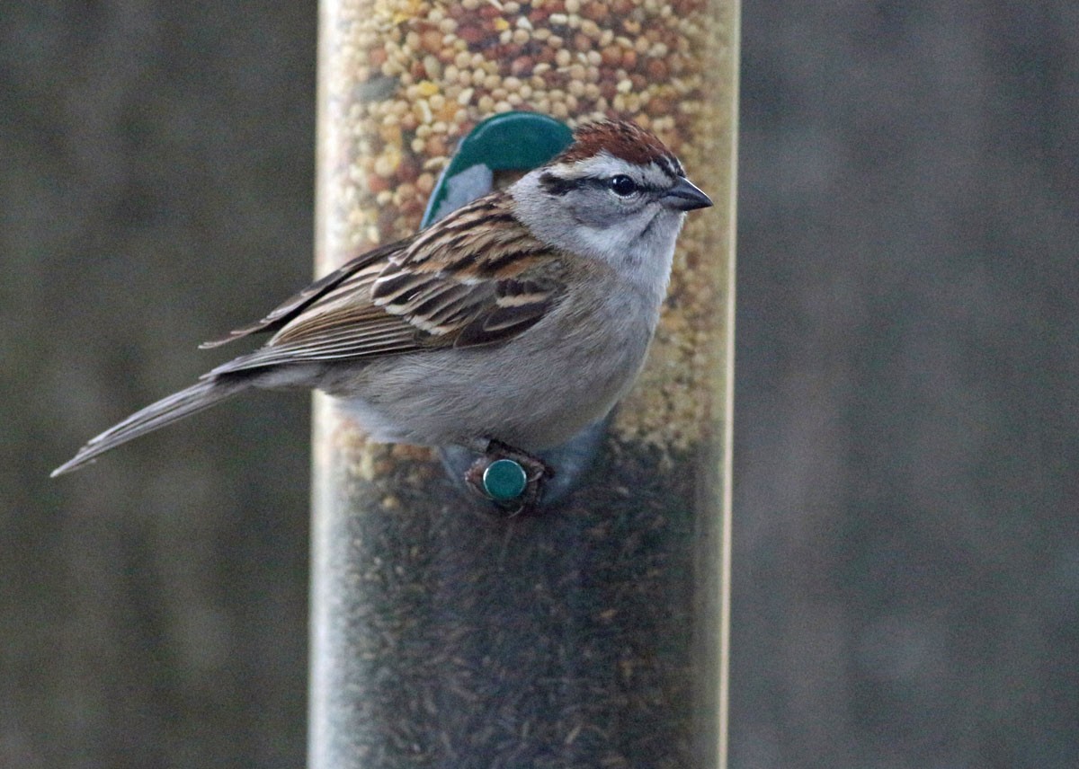 Chipping Sparrow - ML335526771