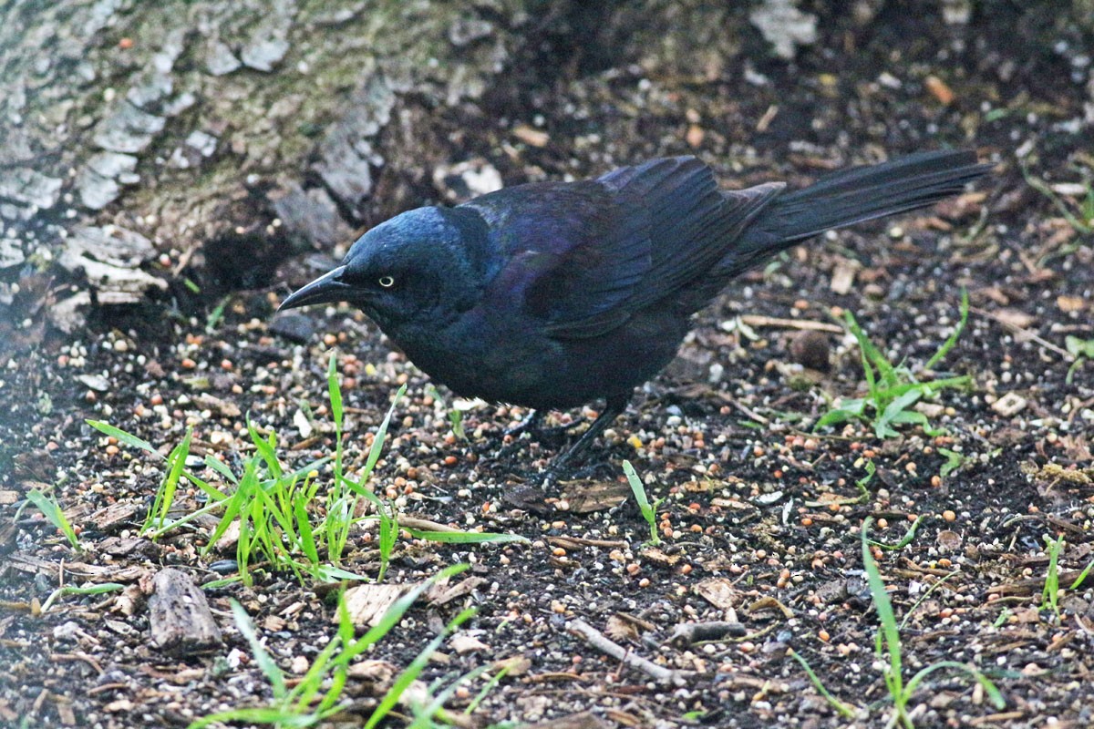 Common Grackle - ML335527441