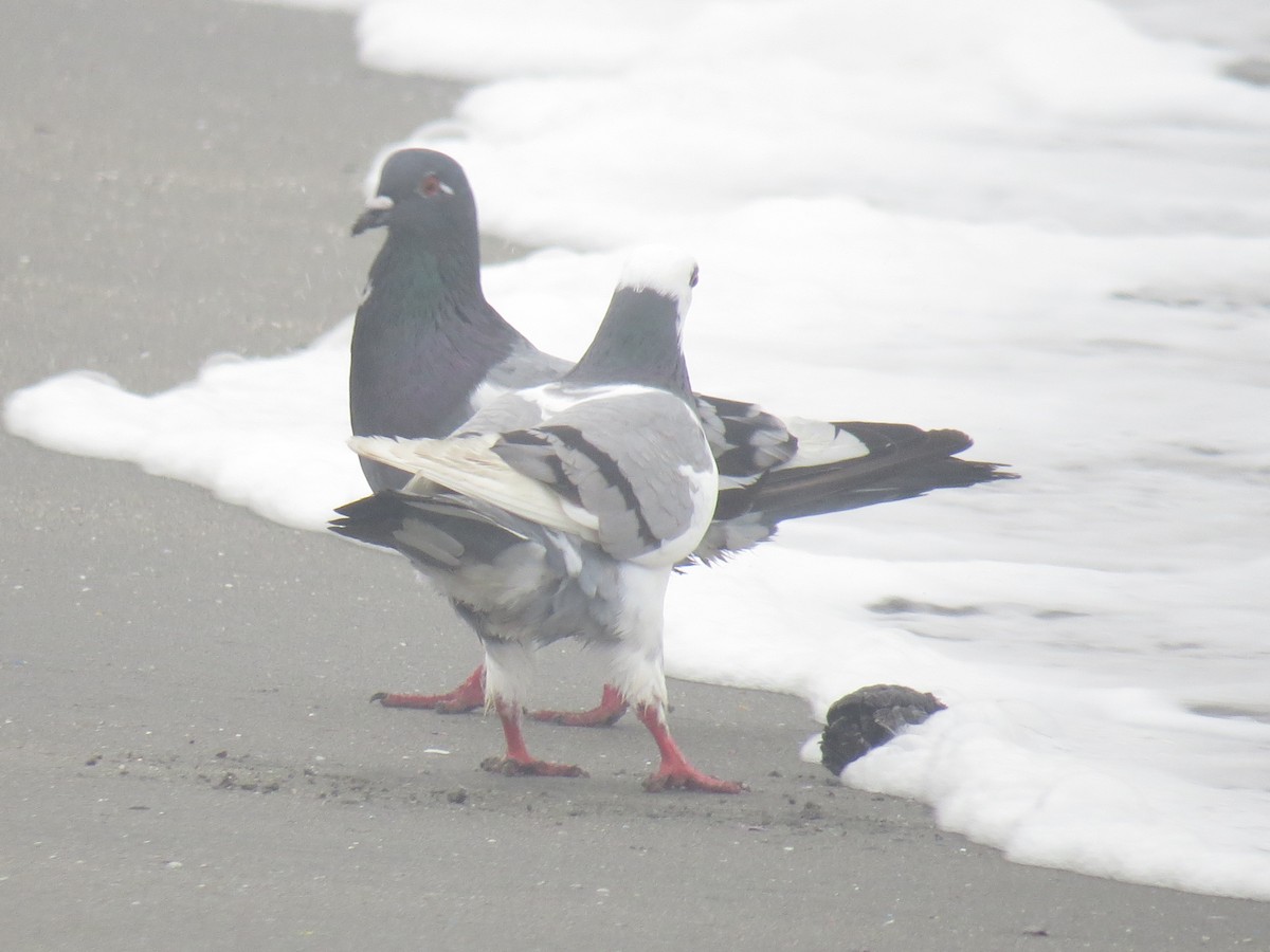 Rock Pigeon (Feral Pigeon) - ML335527491