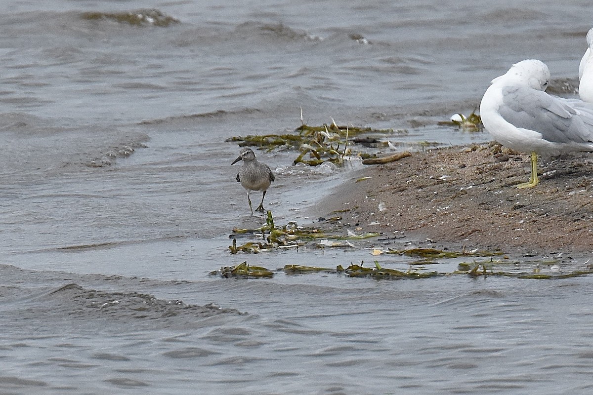 Red Knot - ML33552831