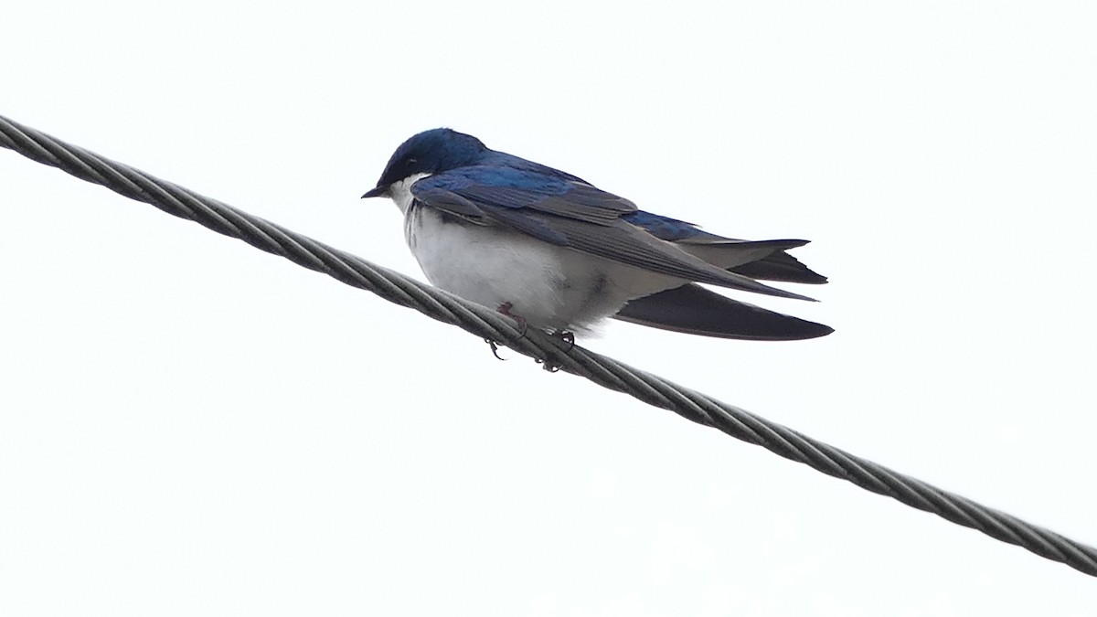 Tree Swallow - Avery Fish