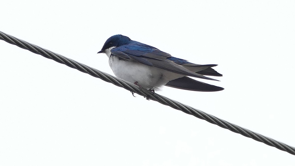 Tree Swallow - ML335528381