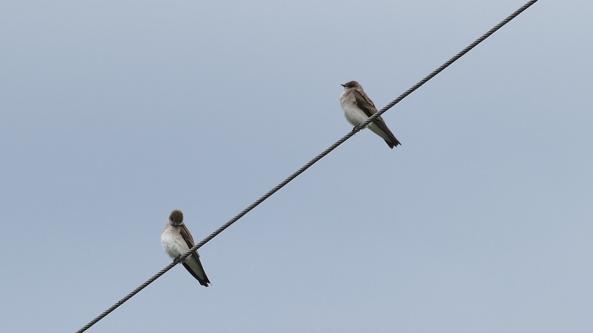 Hirondelle à ailes hérissées - ML335528991