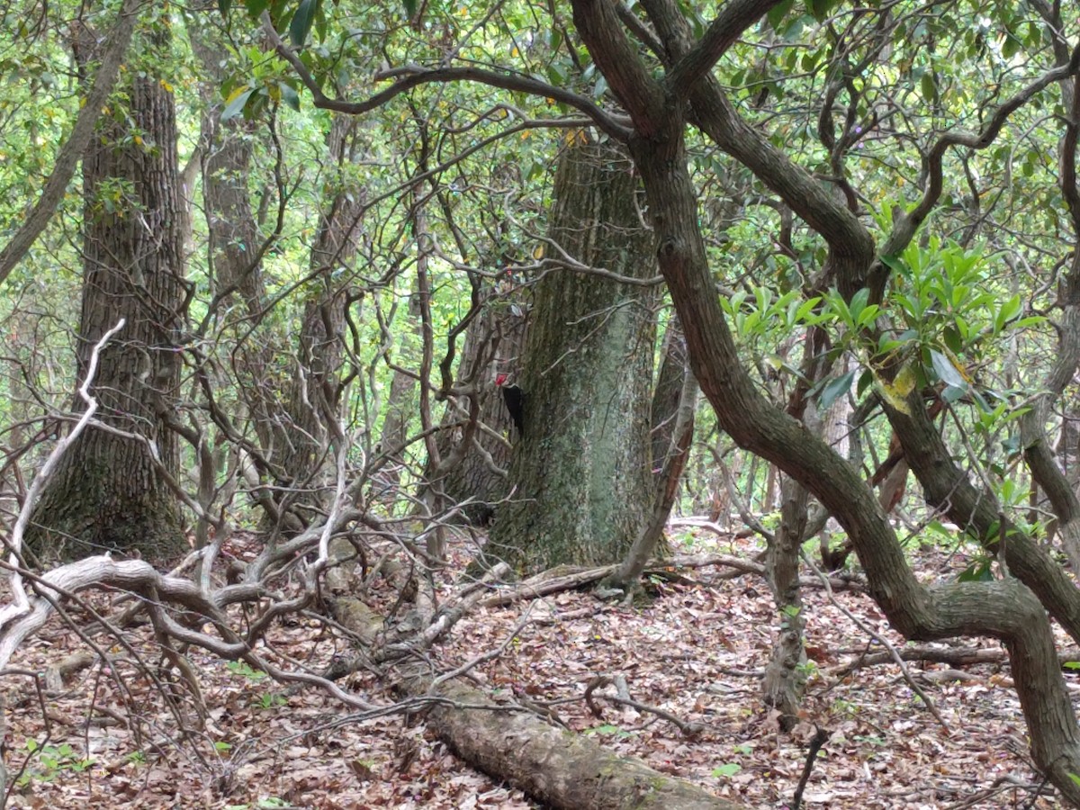 Pileated Woodpecker - ML335529041