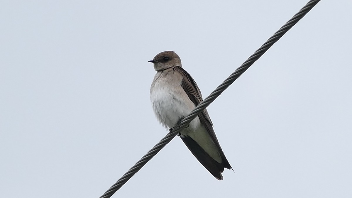 Golondrina Aserrada - ML335529181