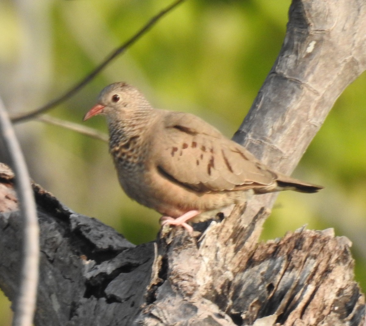 Common Ground Dove - ML335529301