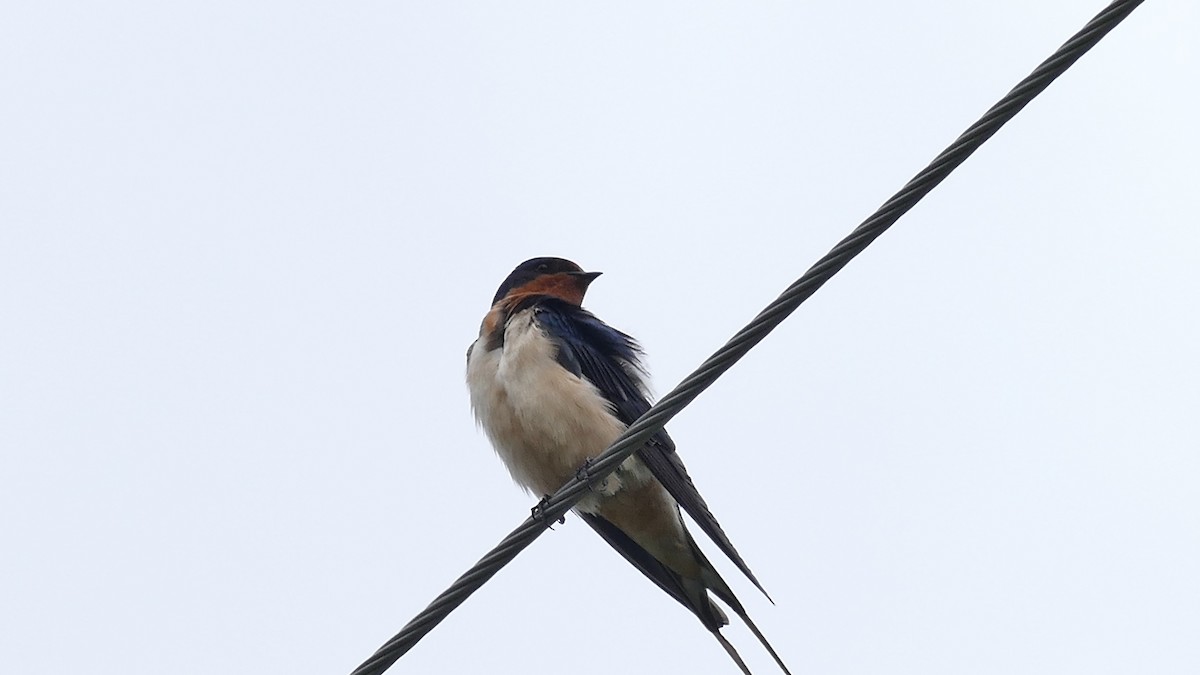 Golondrina Común - ML335529721