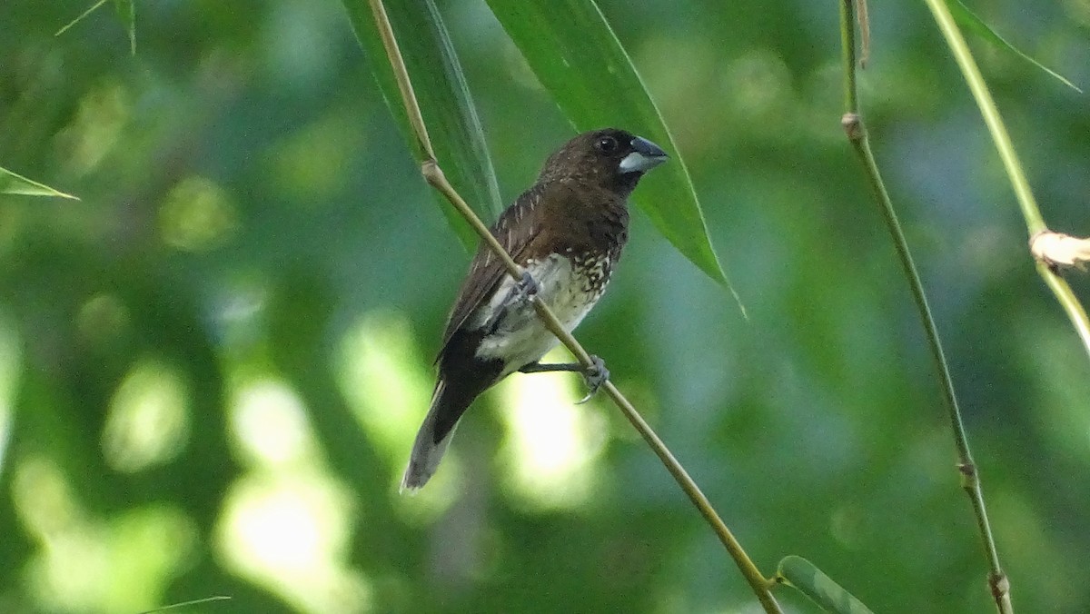 hvitbuknonne - ML335529731