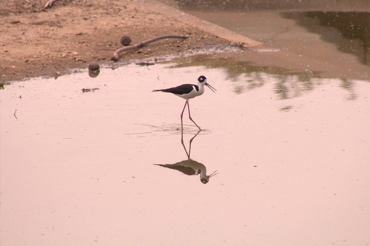 Black-necked Stilt - ML335530501