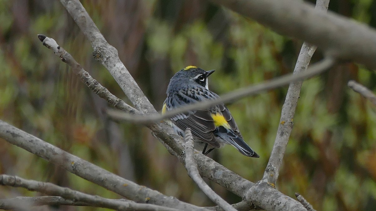 lesňáček žlutoskvrnný (ssp. coronata) - ML335530841