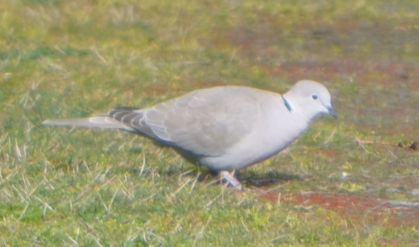 Eurasian Collared-Dove - ML335530871