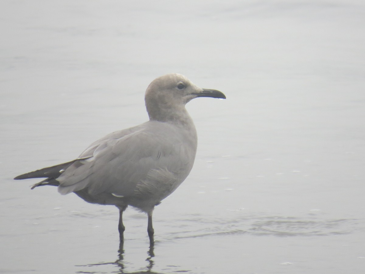 Gray Gull - ML335531091