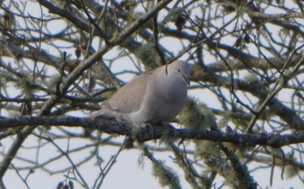 Eurasian Collared-Dove - ML335531211