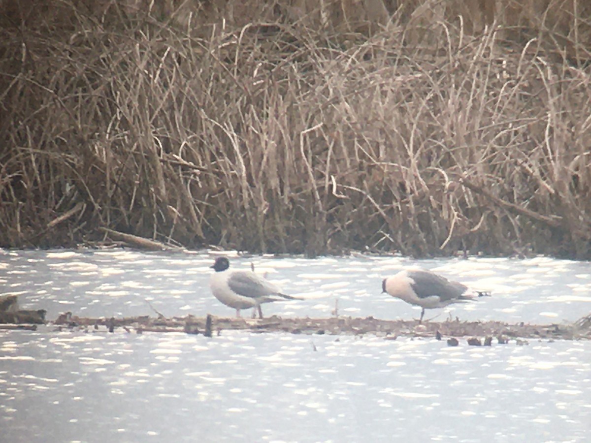 Franklin's Gull - Robert Paul (Camp)