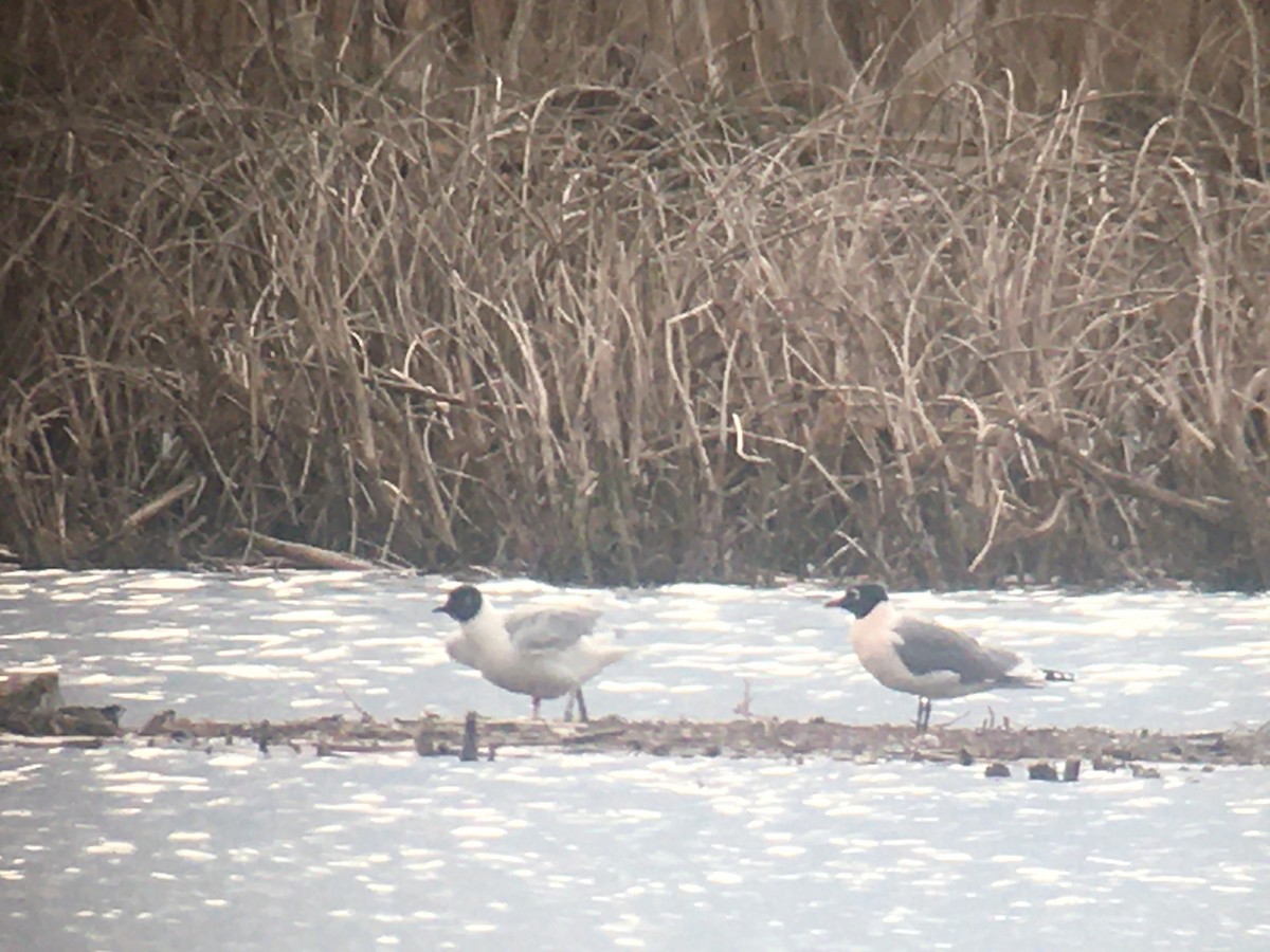 Franklin's Gull - Robert Paul (Camp)