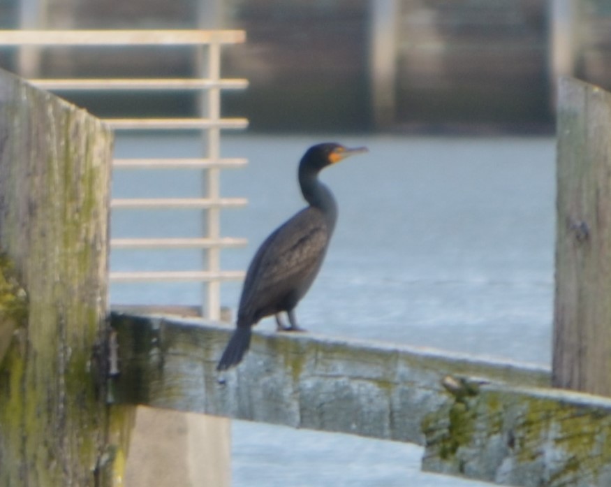 Double-crested Cormorant - ML335531851