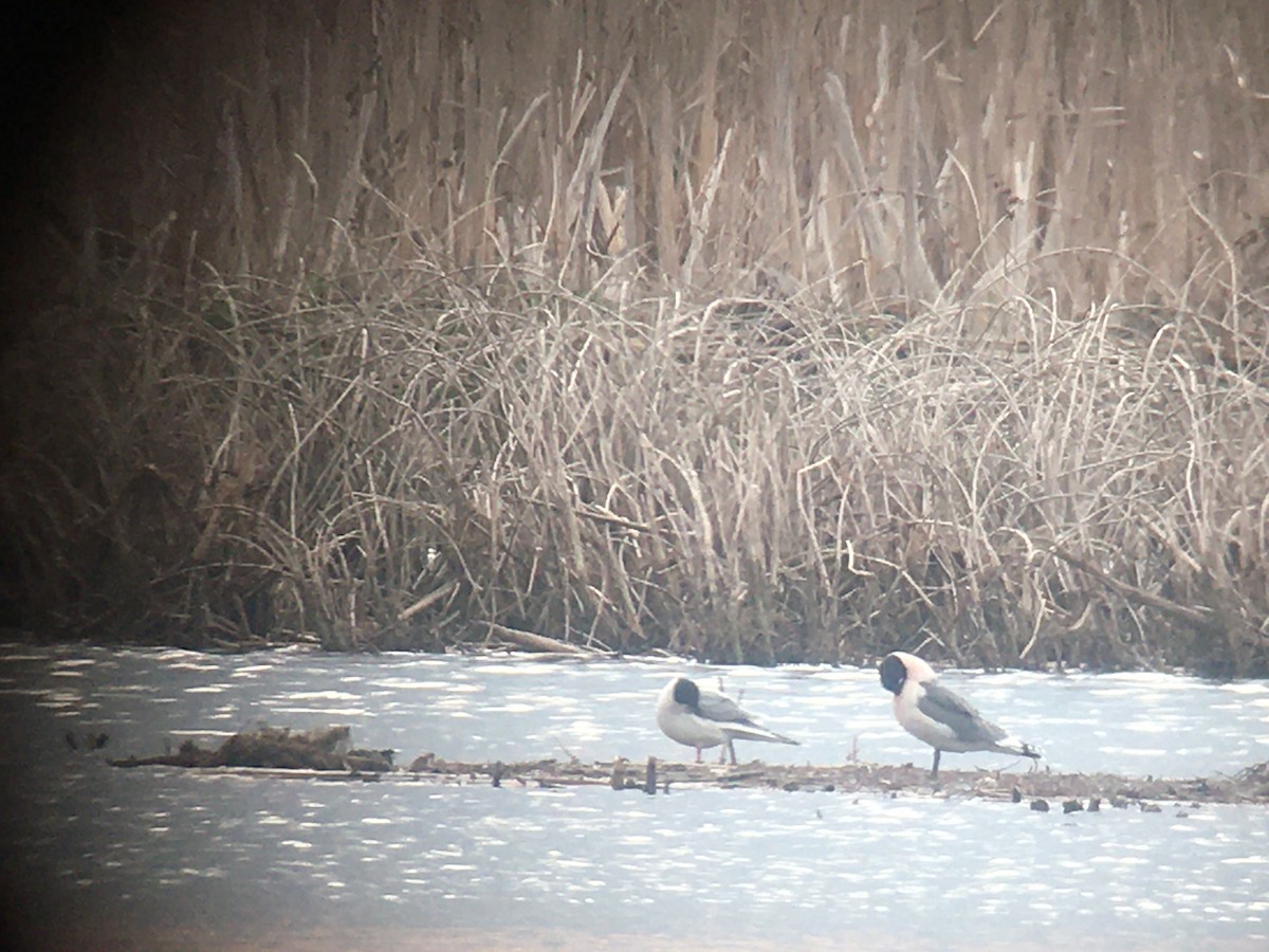 Franklin's Gull - ML335531981