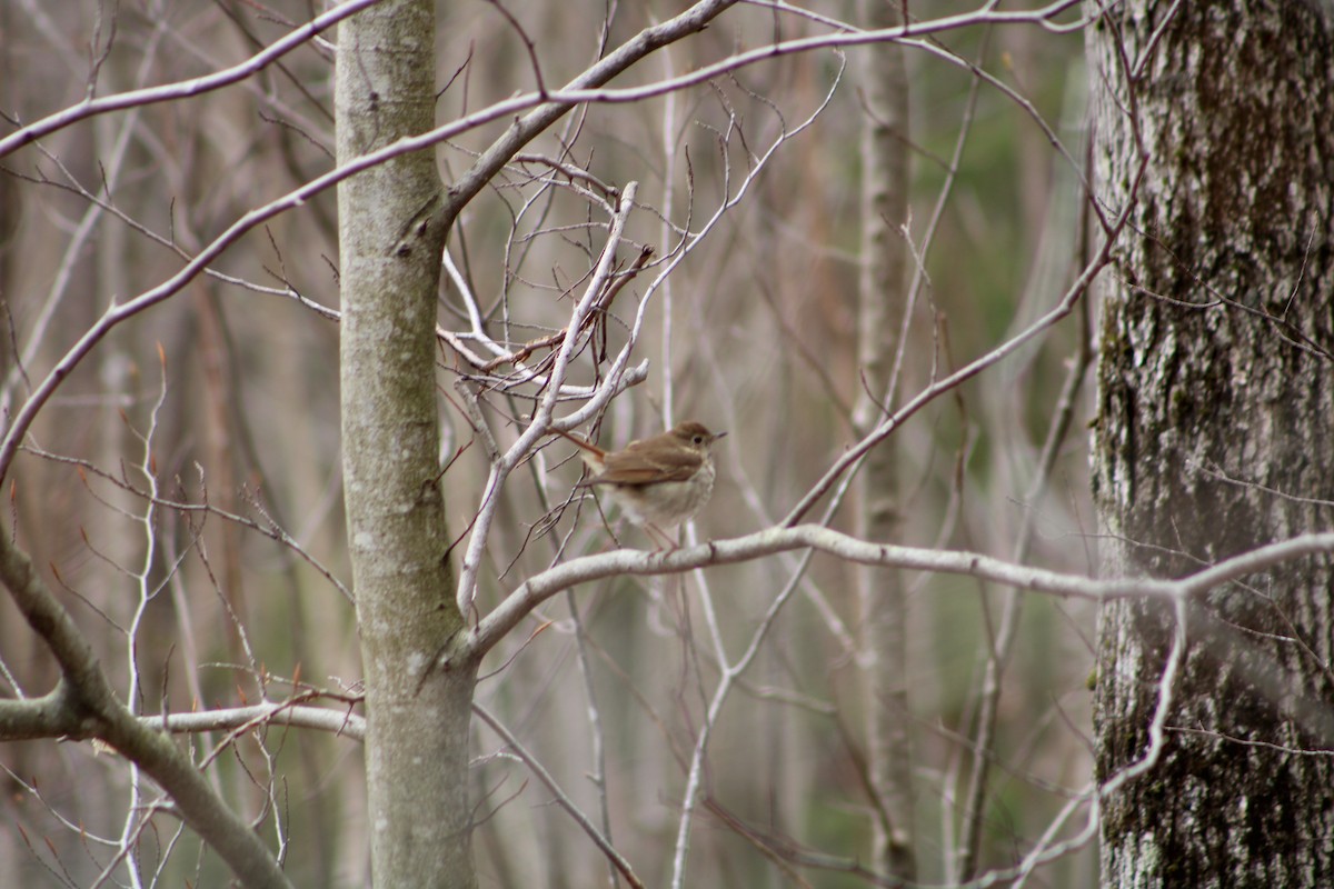 Hermit Thrush - ML335532951