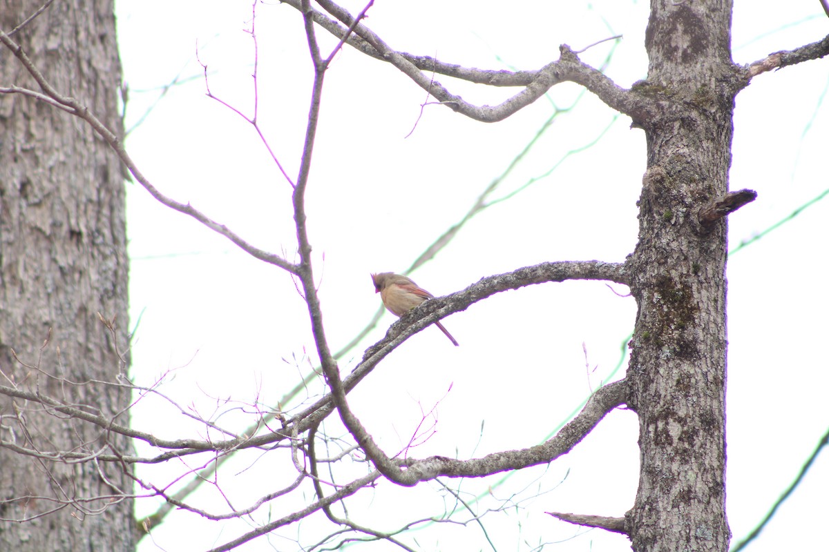 Northern Cardinal - Ersilio Cerminaro III