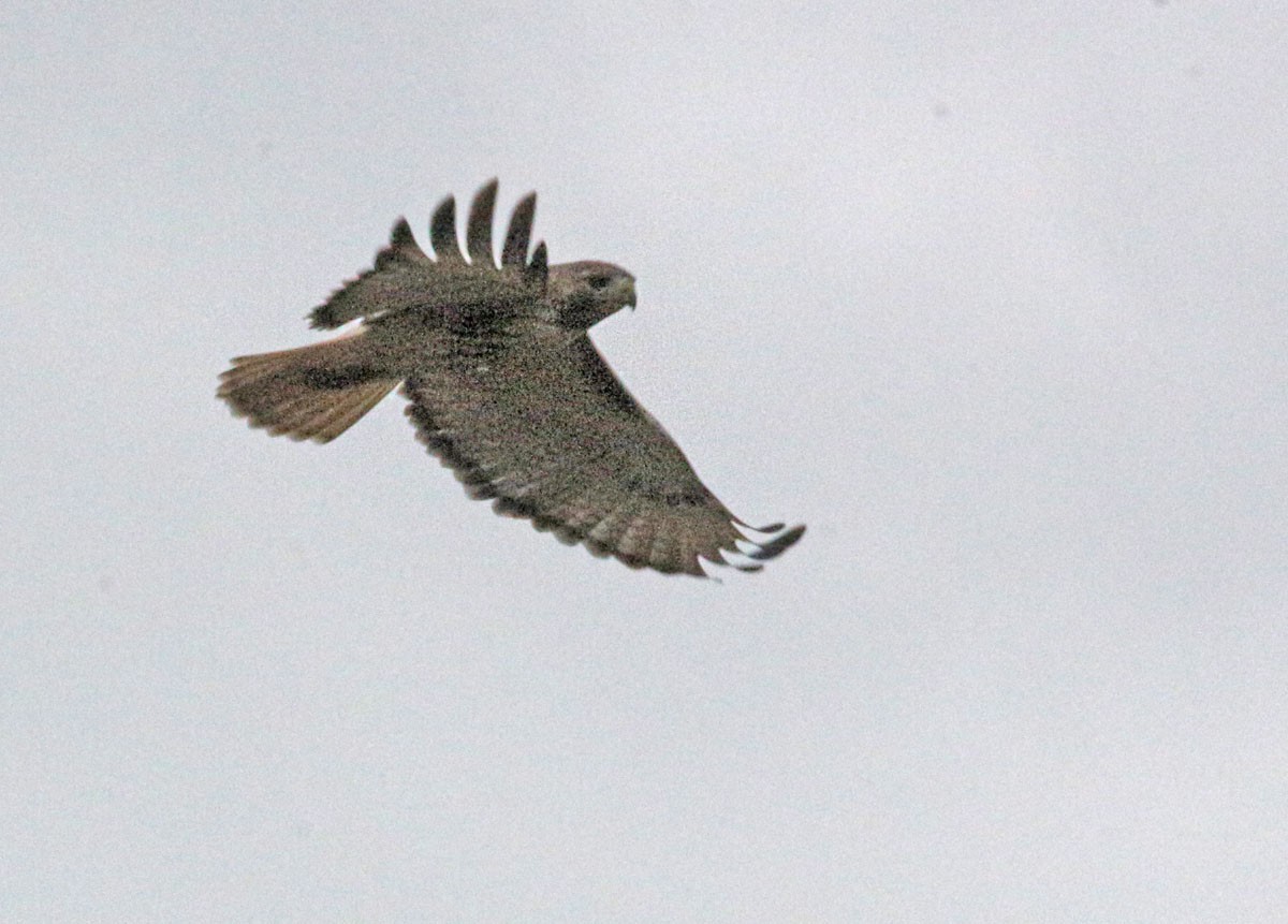 Red-tailed Hawk - ML335533501