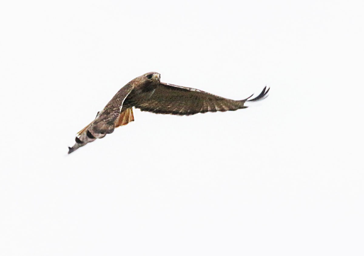 Red-tailed Hawk - ML335533541