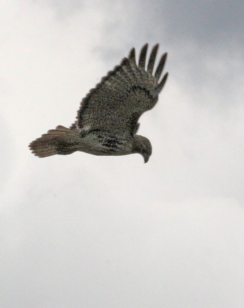 Red-tailed Hawk - ML335533561