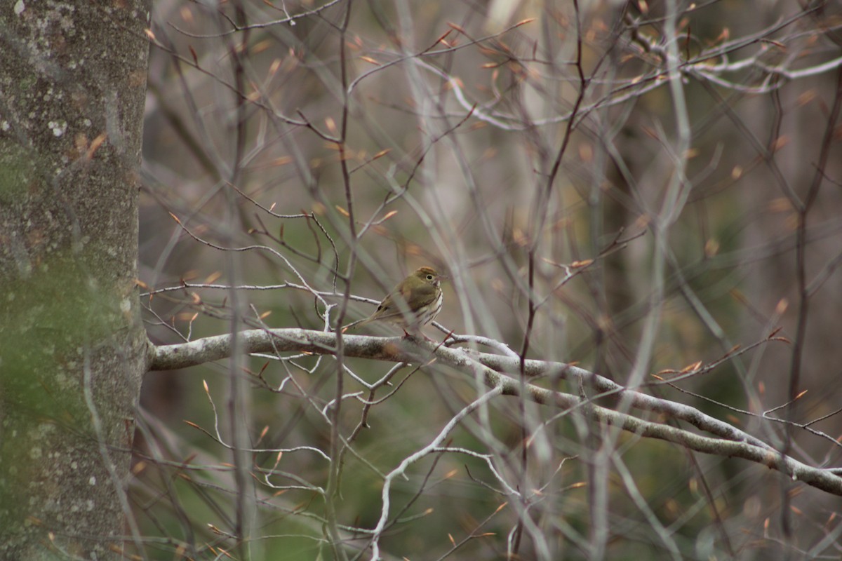 Ovenbird - Ersilio Cerminaro III