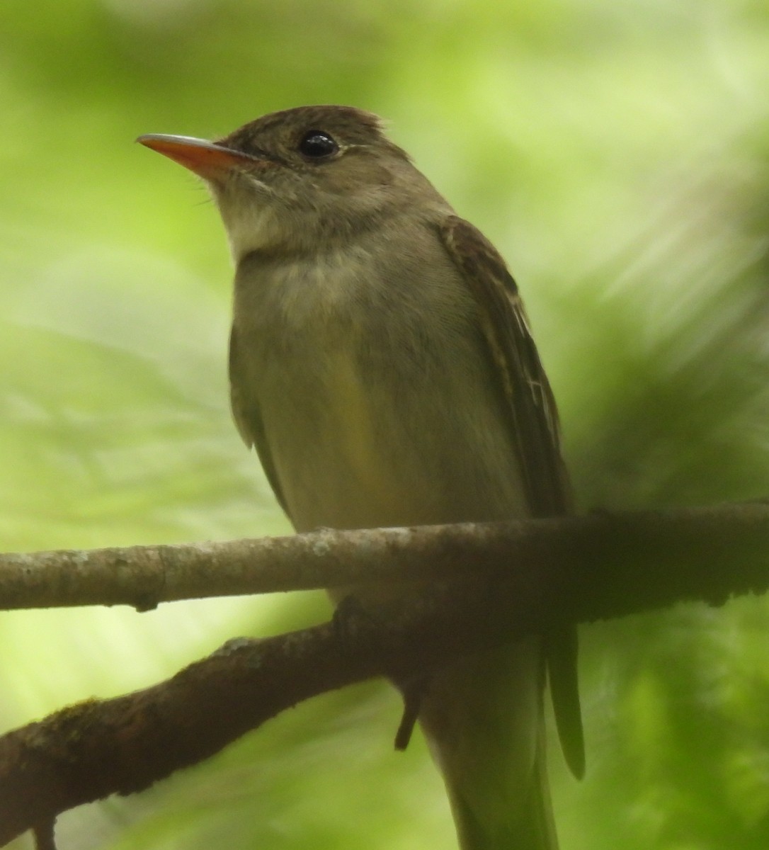 Eastern Wood-Pewee - ML335535091