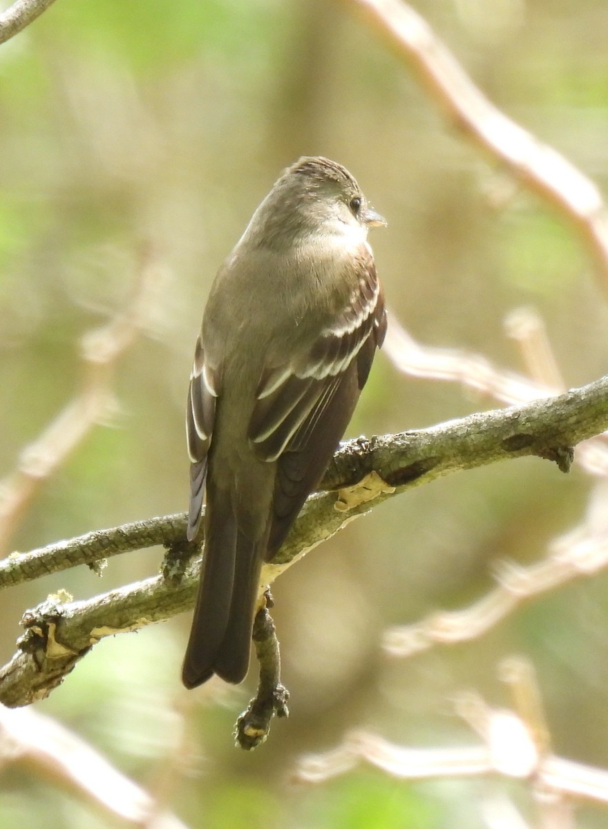 Eastern Wood-Pewee - ML335535101