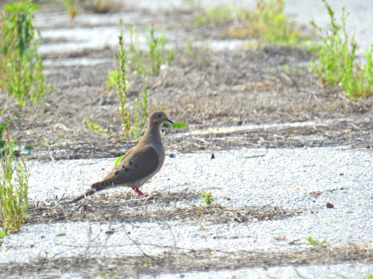 Mourning Dove - ML335536161