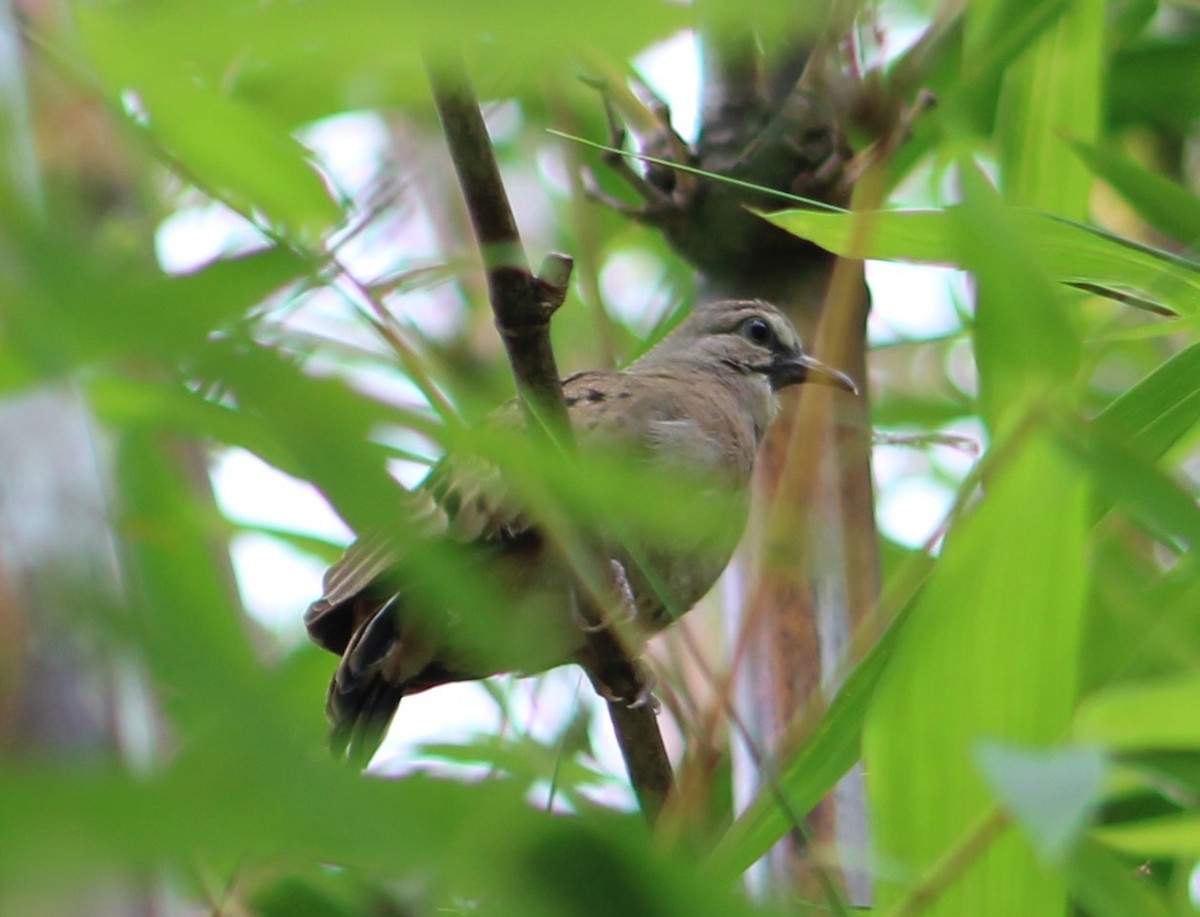 Ruddy Ground Dove - ML335536731