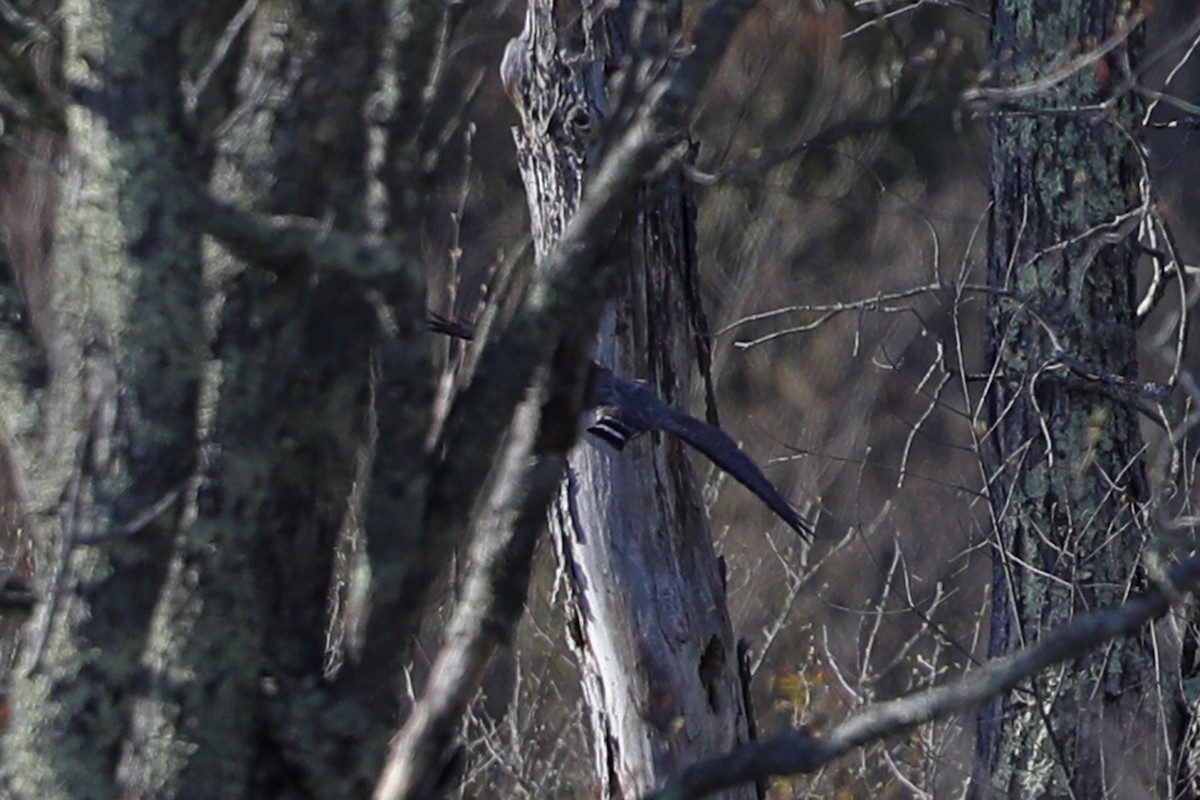 Sharp-shinned Hawk - ML335537371