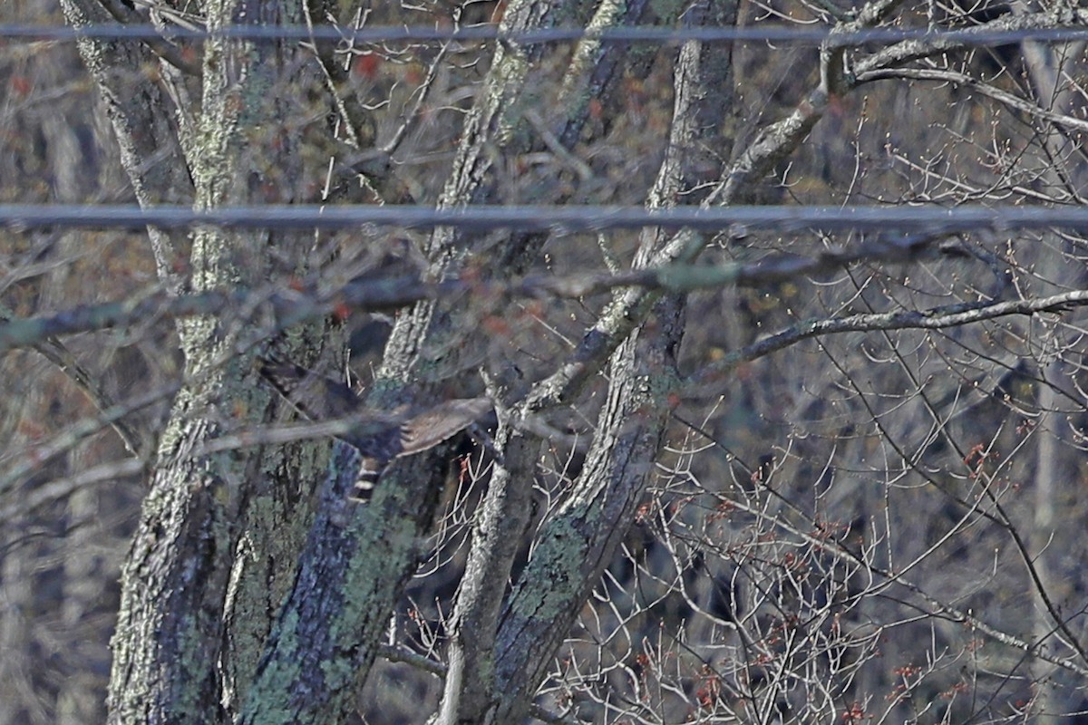 Sharp-shinned Hawk - ML335537551