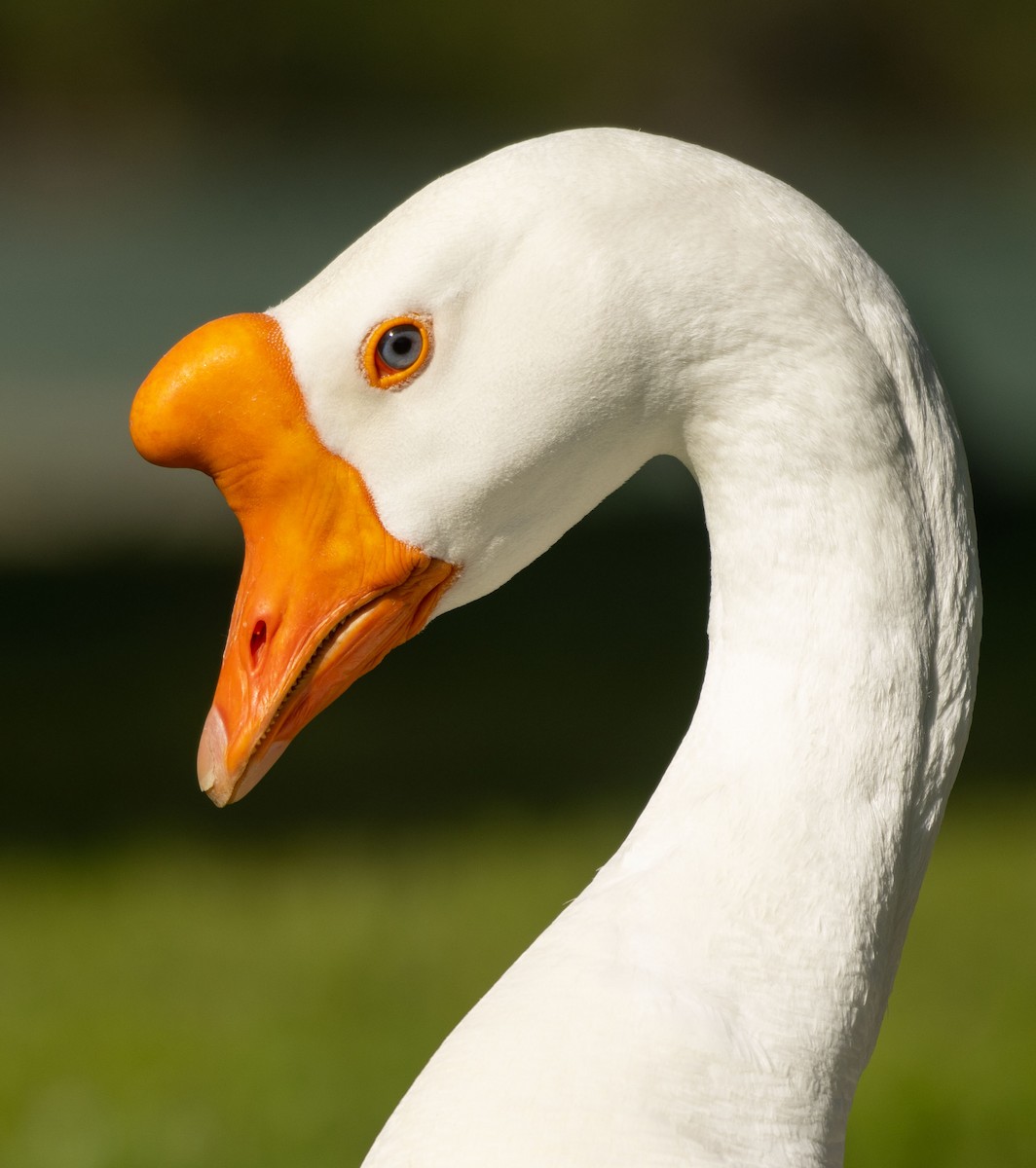 Domestic goose sp. (Domestic type) - Alison Davies