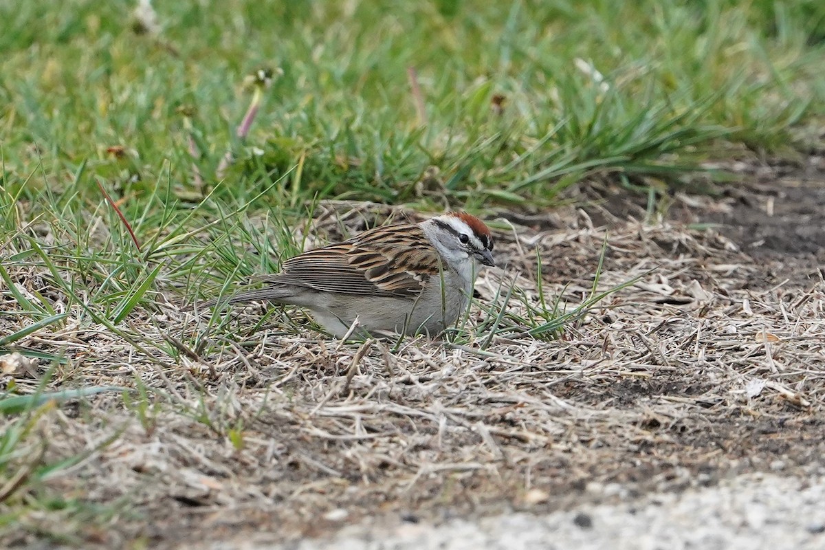 Chipping Sparrow - ML335540751