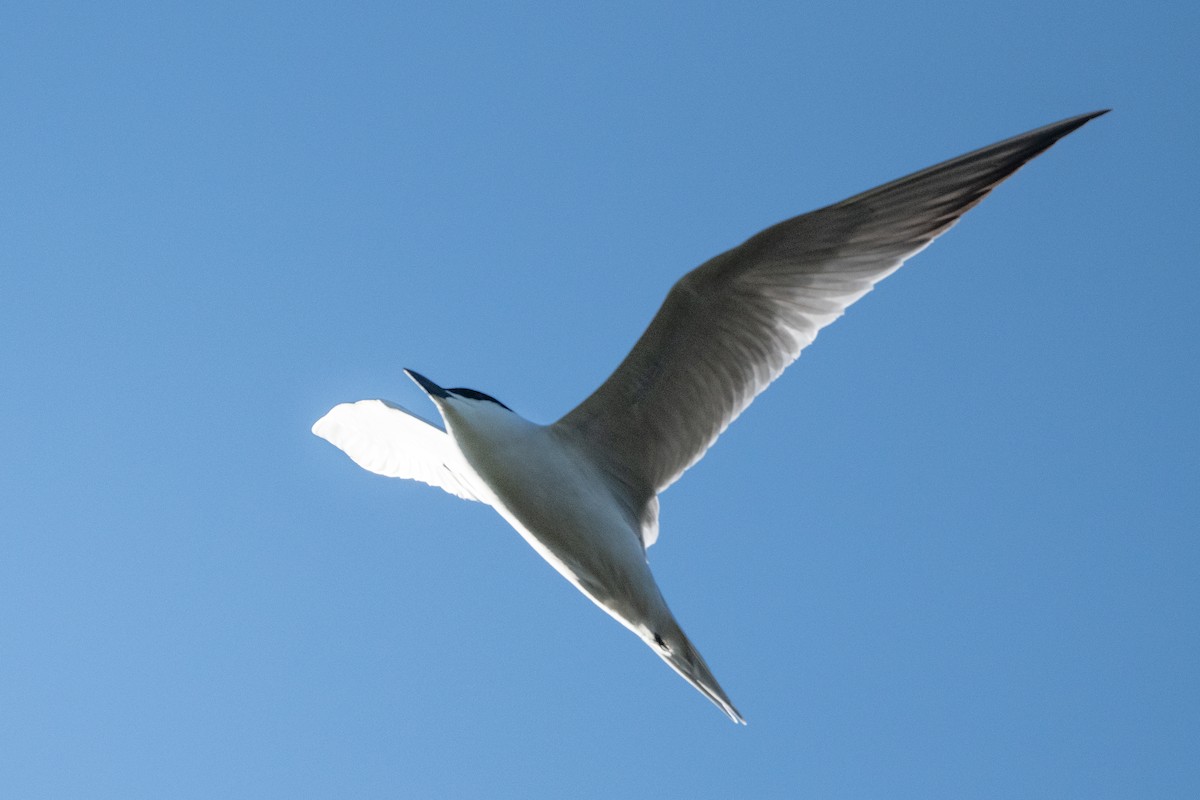 Gull-billed Tern - ML335541731