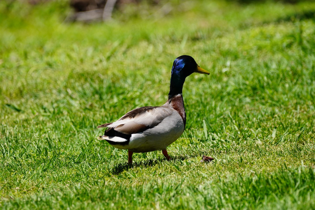 Canard colvert - ML335542931