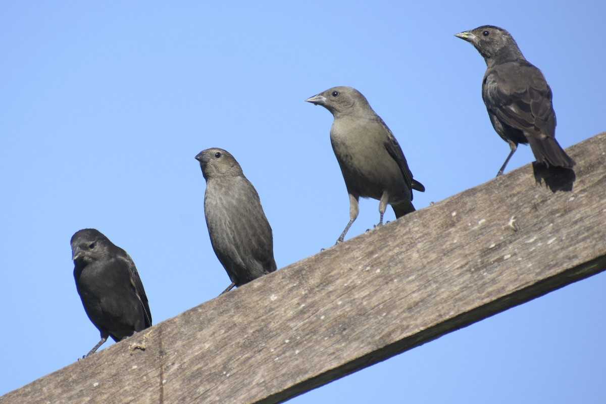 Shiny Cowbird - Bruno Bareiro