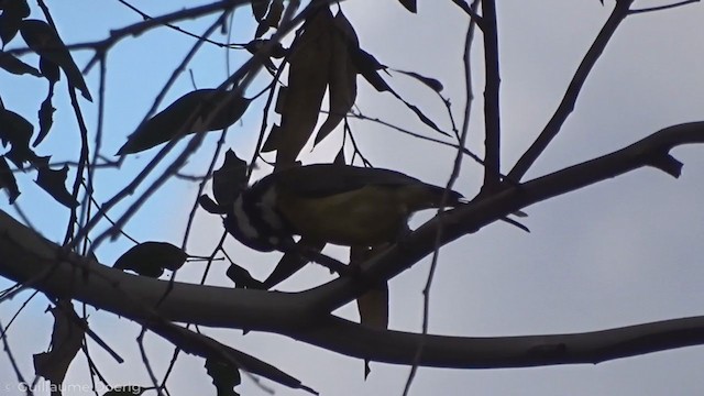 Eastern Shrike-tit - ML335544691