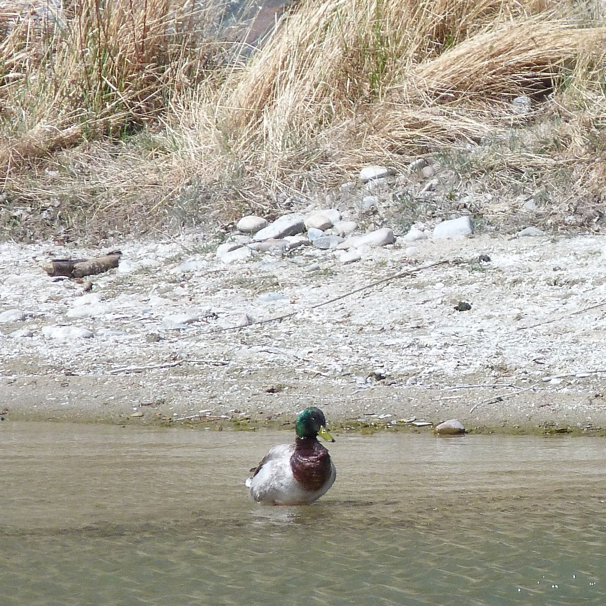 Canard colvert - ML335545161