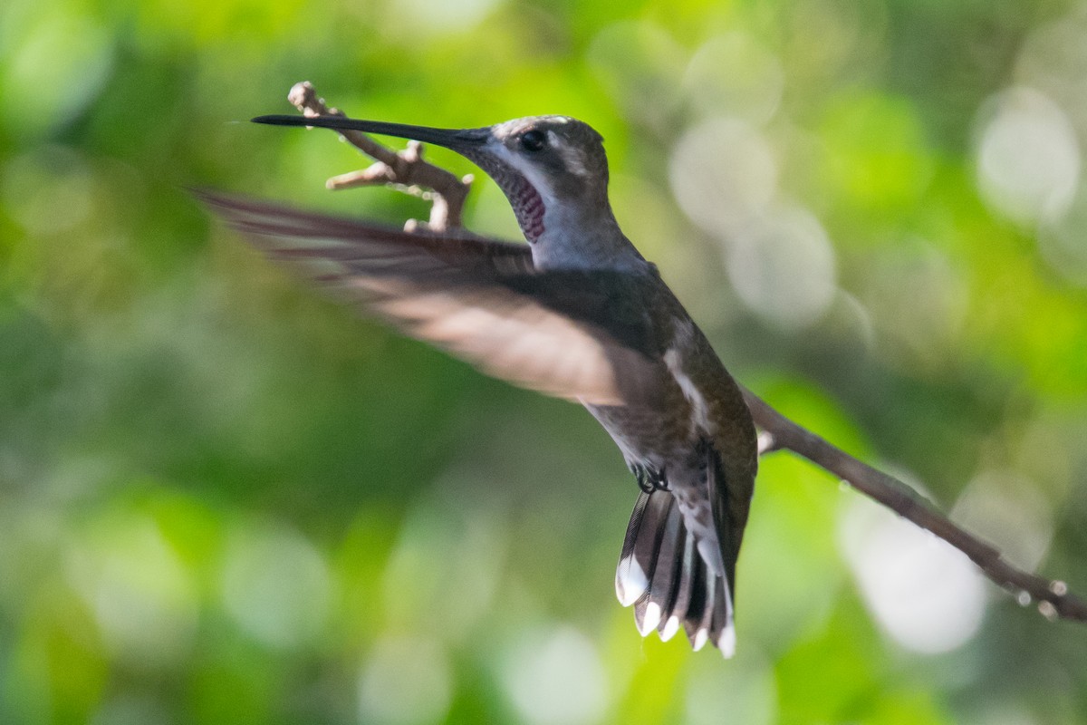 Plain-capped Starthroat - ML33554571