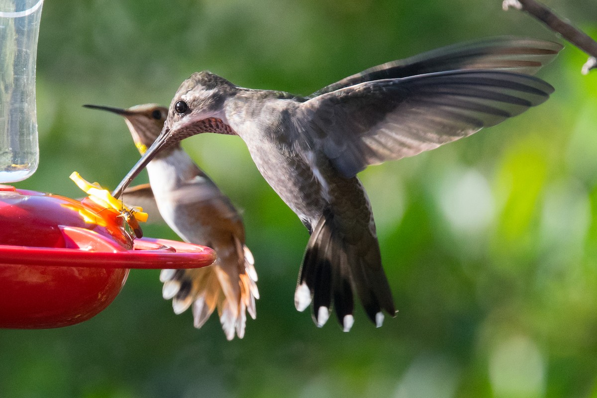 Plain-capped Starthroat - ML33554591